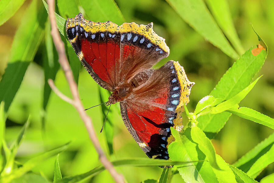 Mourning Cloak Butterfly Photograph by Morris Finkelstein