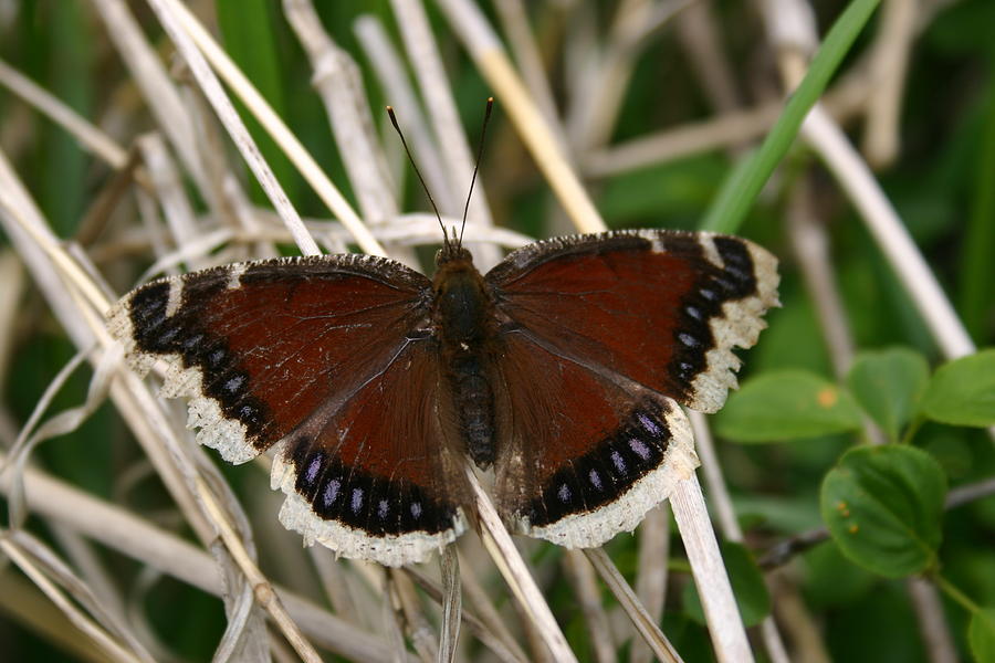 Mourning Cloak Photograph by Callen Harty