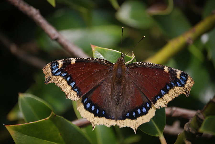 Mourning Cloak Photograph by Robert Potts