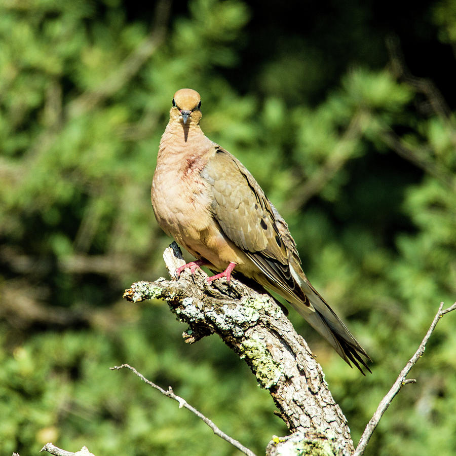 Mourning Dove 001590 Photograph