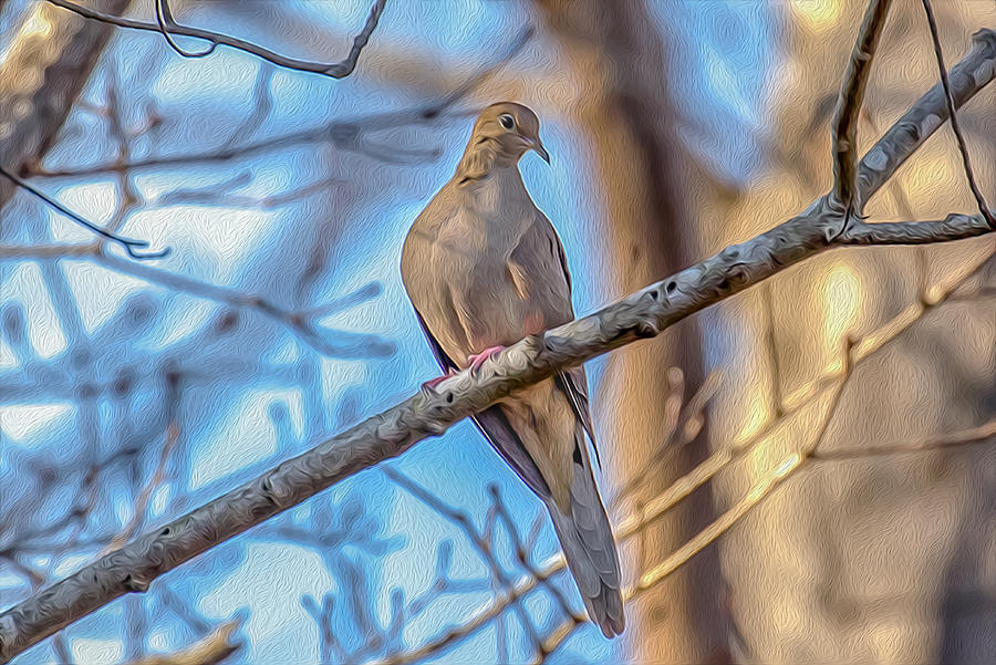 Mourning Dove 01 Photograph by Jim Dollar