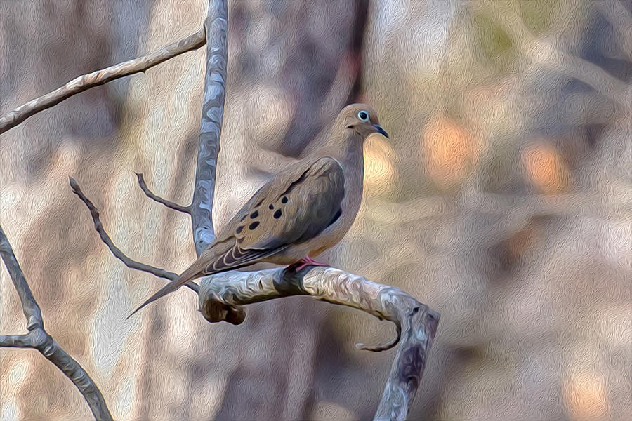 Mourning Dove 02 Photograph by Jim Dollar