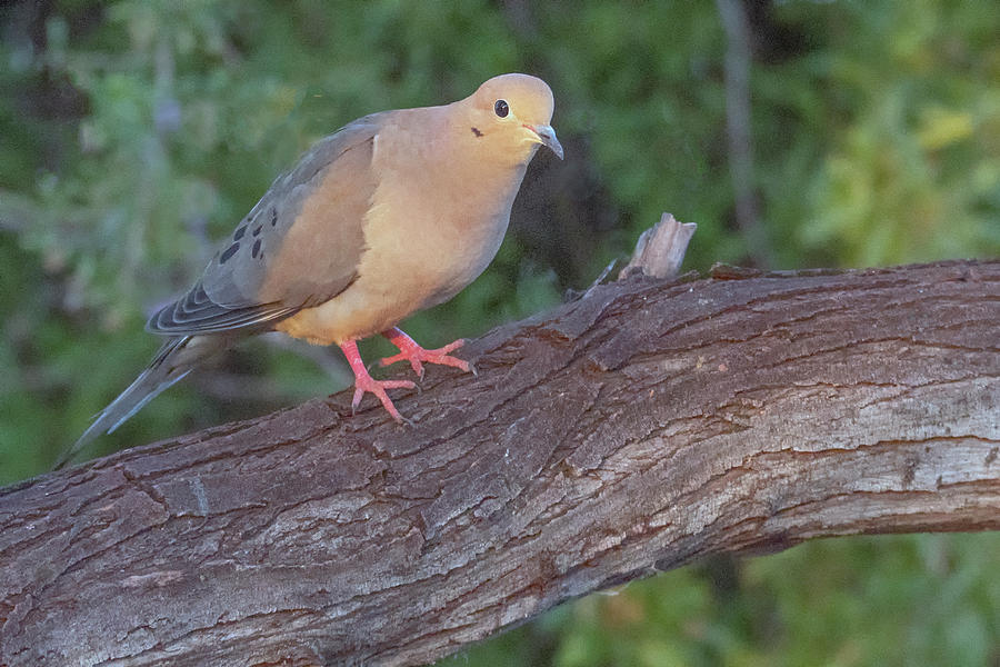 Mourning Dove 1762-022320-2 Photograph by Tam Ryan