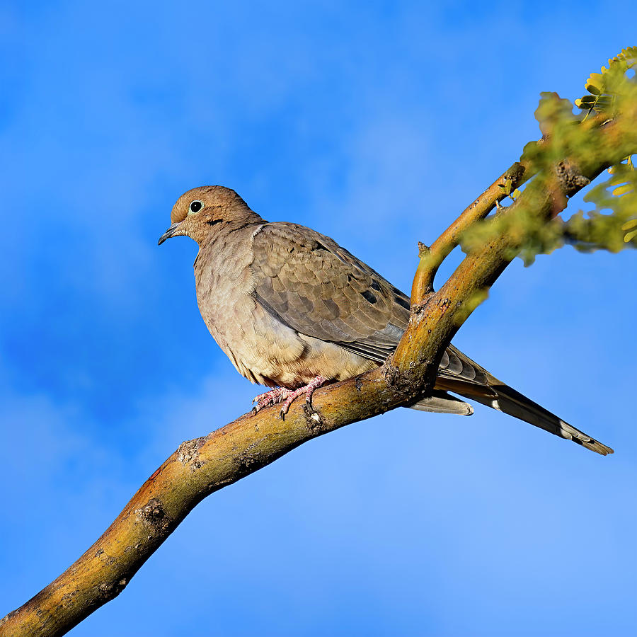 Dove Photograph - Mourning Dove 24285 by Mark Myhaver