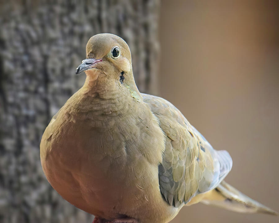 Mourning Dove 24628 Photograph