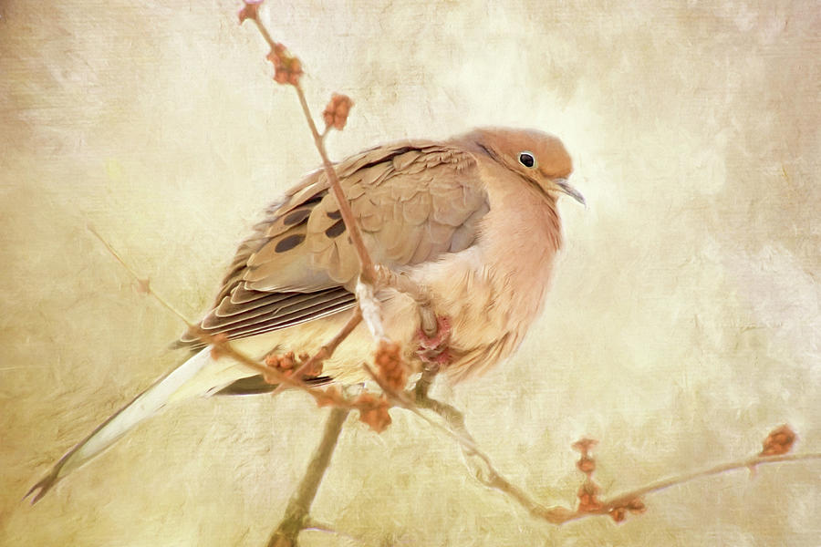 Mourning Dove and Berries Photograph by Peggy Collins