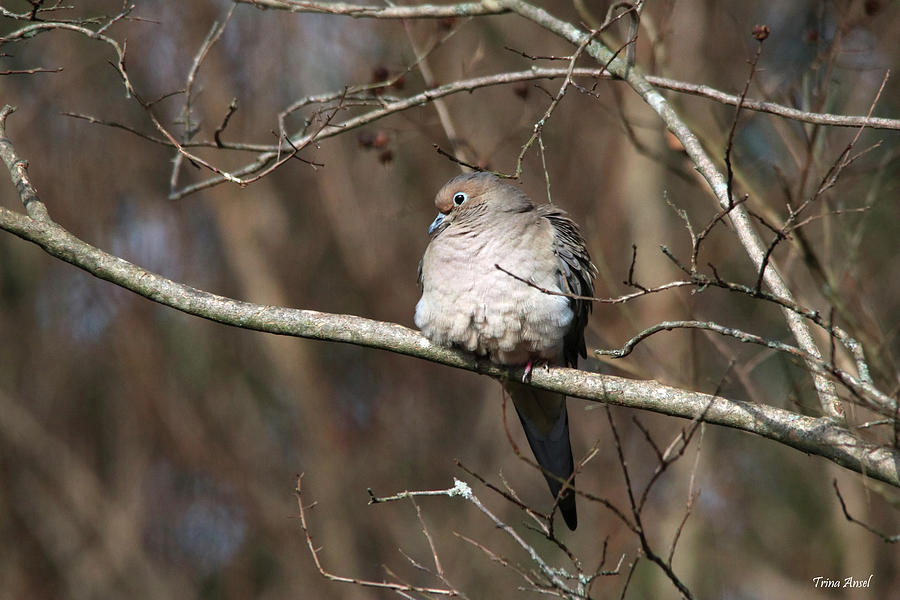 Mourning Dove on a Cold Winter Day Photograph by Trina Ansel