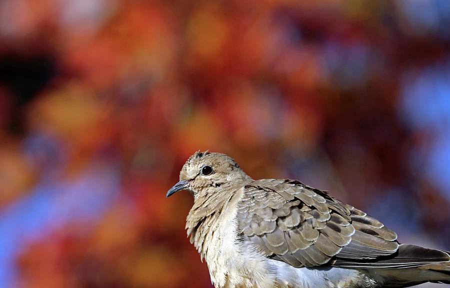 Mourning Dove Autumn Portrait Photograph by Debbie Oppermann