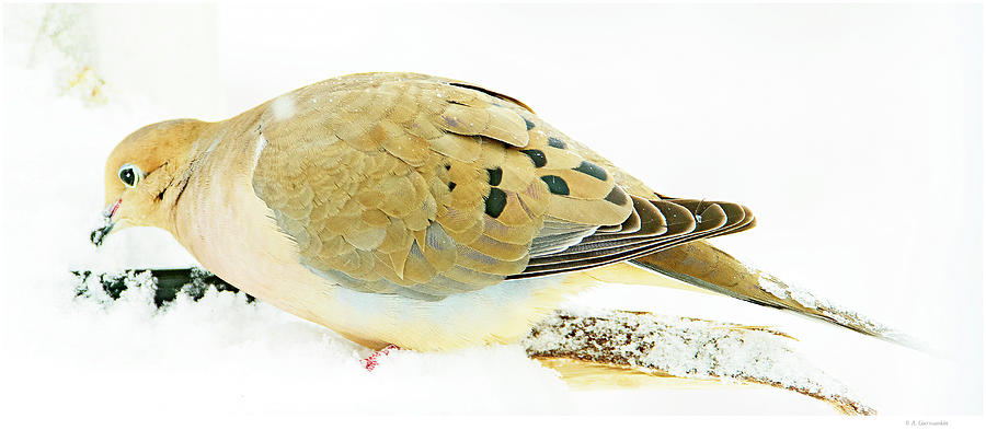 Mourning Dove, Bird Feeder, Winter Photograph by A Macarthur Gurmankin