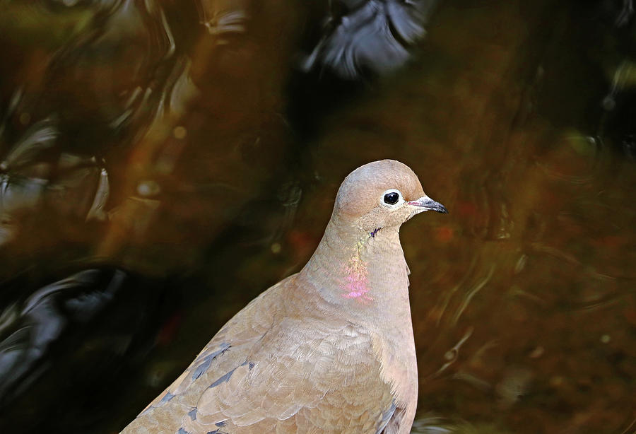 Mourning Dove By The Pond Photograph by Debbie Oppermann