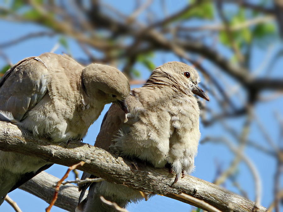 Mourning Dove Courtship Photograph by Lyuba Filatova