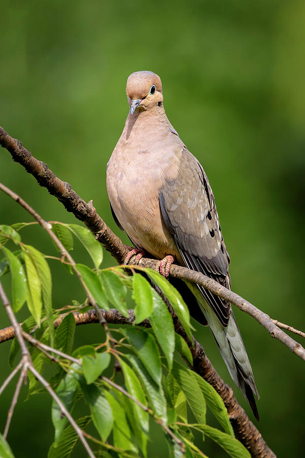 Feather Photograph - Mourning Dove by Deborah Penland