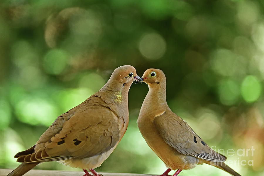 Mourning Dove Exchanging Some Kisses Photograph