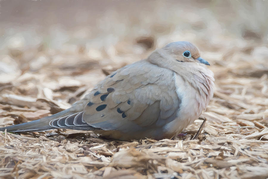 Mourning Dove Fluffing Feathers Photograph