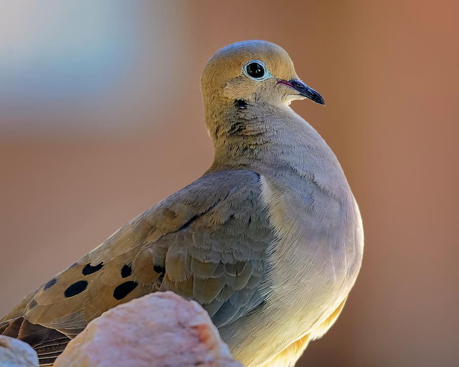 Dove Photograph - Mourning Dove h20831 by Mark Myhaver