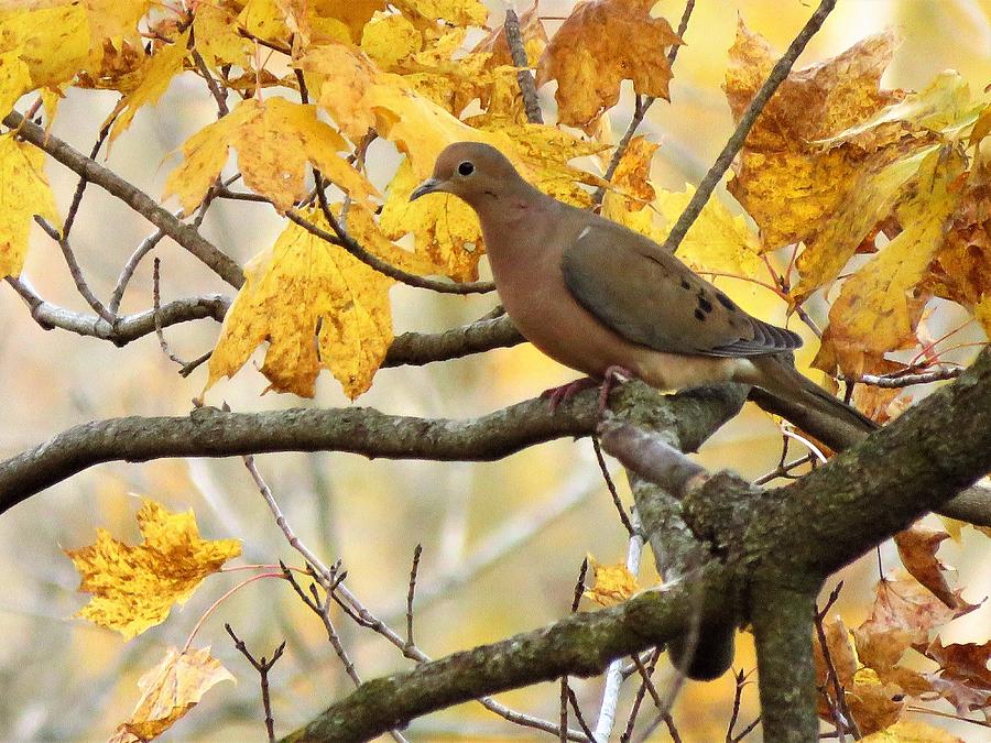 Mourning Dove in Autumn Photograph by Lori Frisch