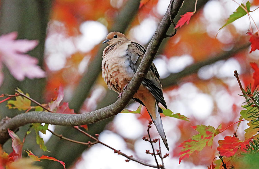 Dove Photograph - Mourning Dove In Fall Maple Tree by Debbie Oppermann