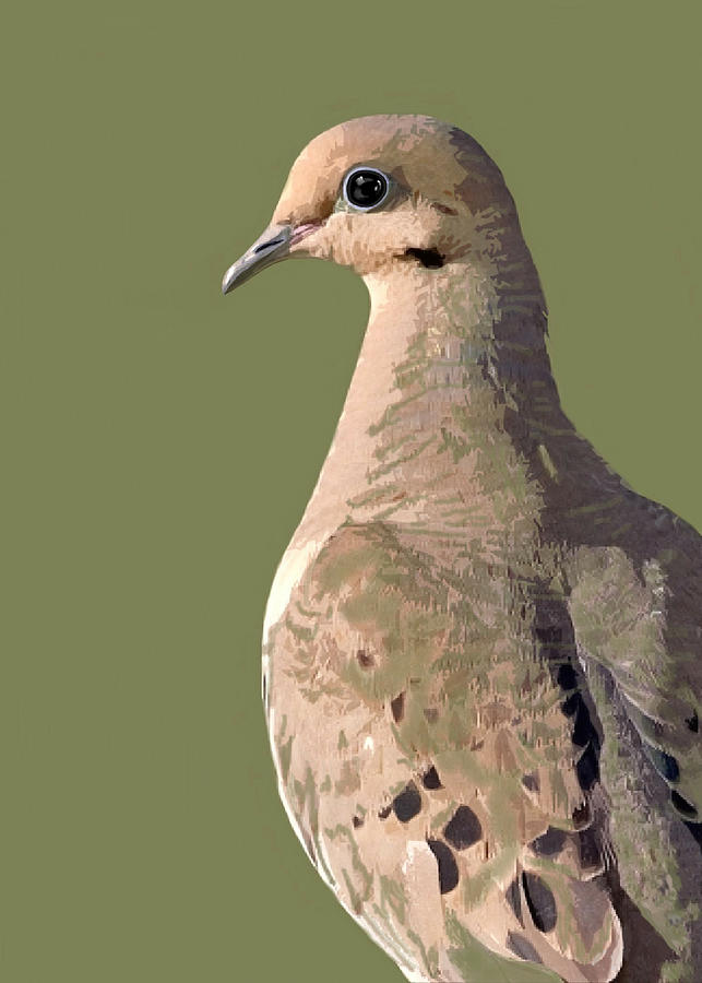 Mourning Dove in Four Colors Painting by Judy Cuddehe