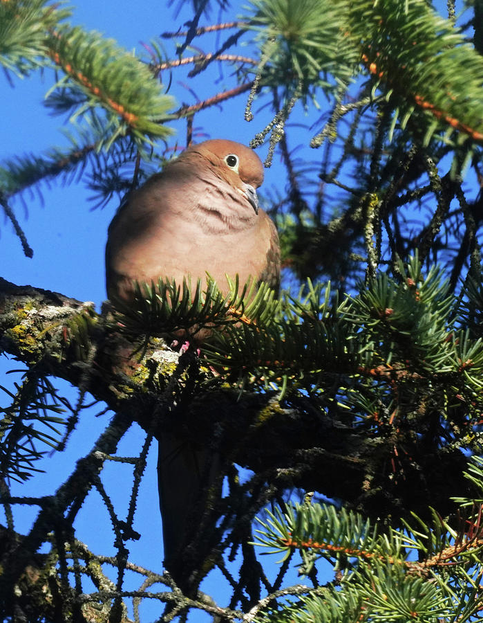 Mourning Dove in Morning Light Photograph by Dennis Cox Photo Explorer