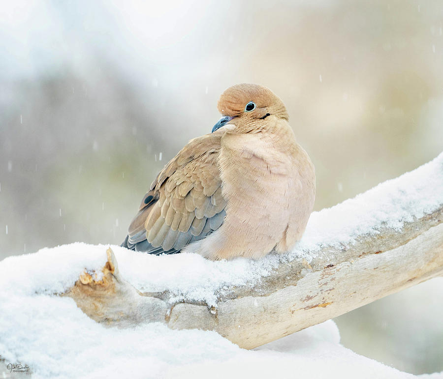 Mourning Dove In Snow Photograph