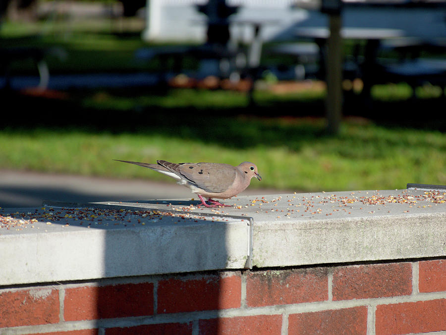 Mourning Dove In the Park   Photograph by Christopher Mercer