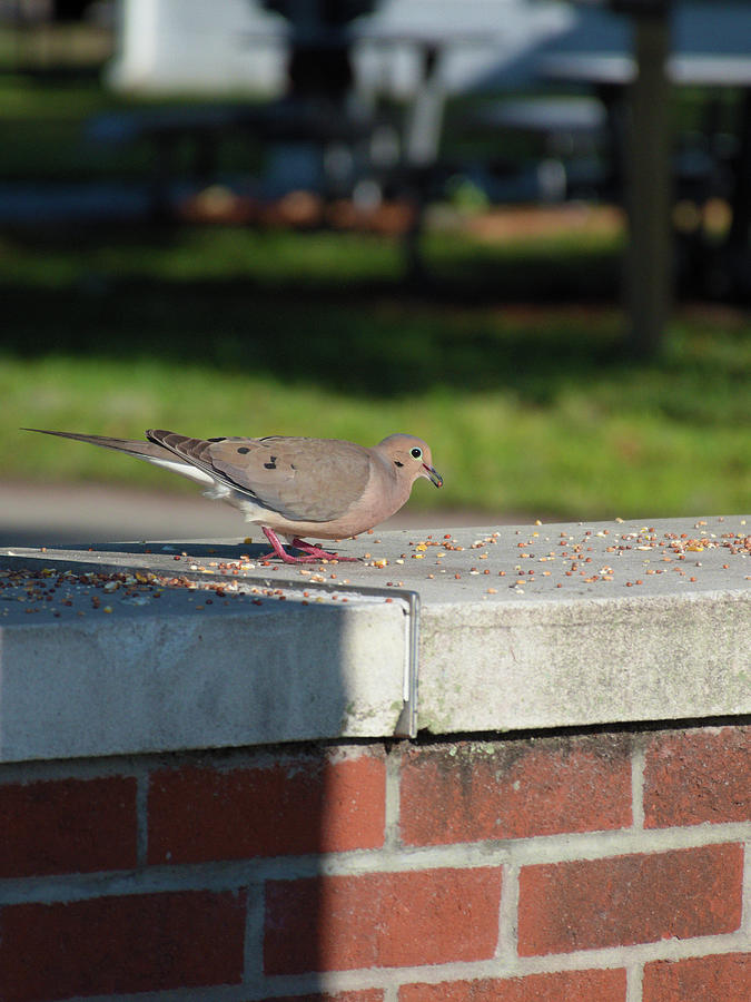 Mourning Dove In the Park Eating seeds Photograph by Christopher Mercer