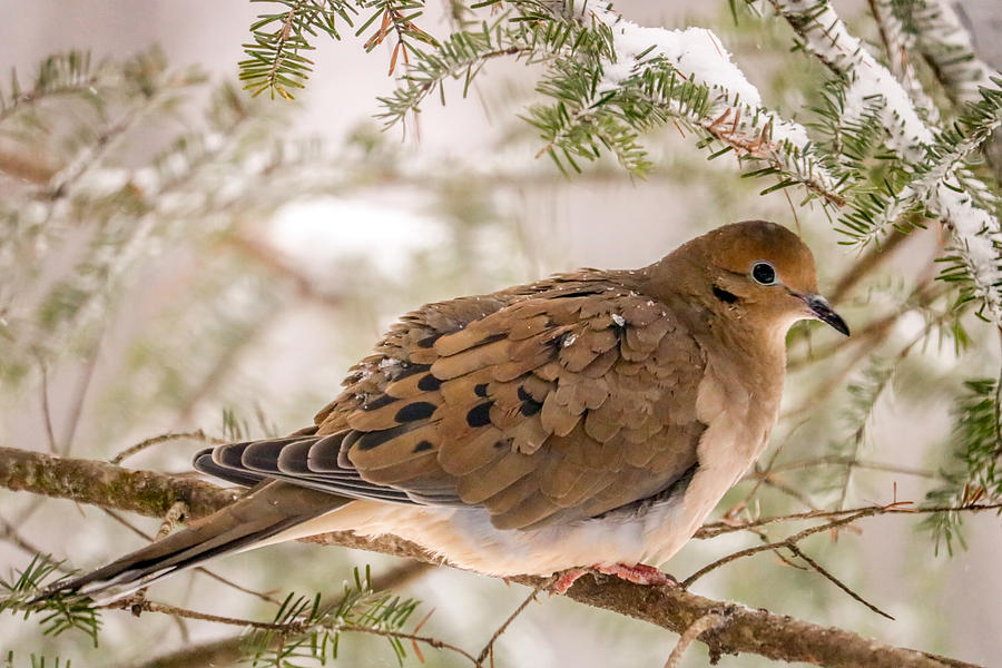 Mourning Dove in the Snow Photograph by Laura Ganz - Pixels