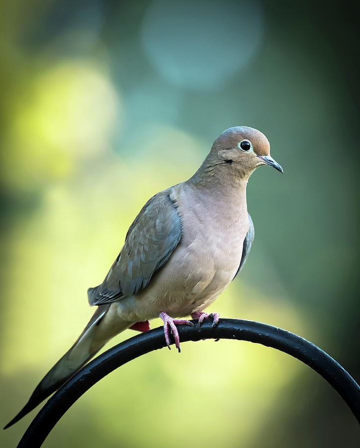 Mourning Dove Photograph by Jamie Pattison