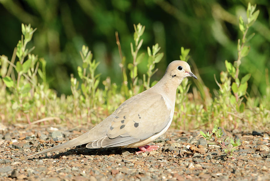 Mourning Dove Photograph by Jan Luit