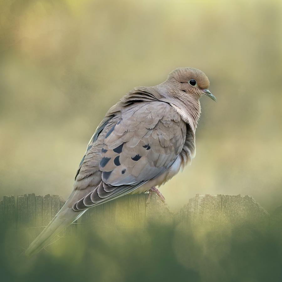 Mourning Dove Photograph by Joan Carroll