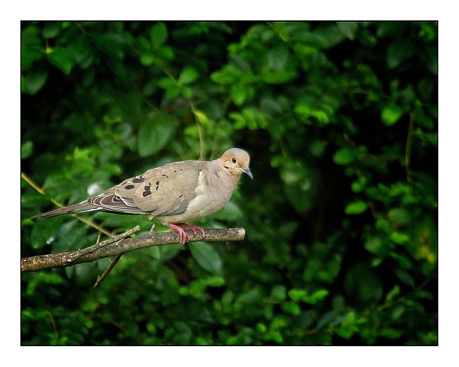 Mourning Dove Photograph by John Benedict