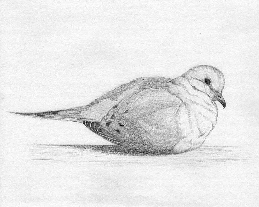 dove drawings images