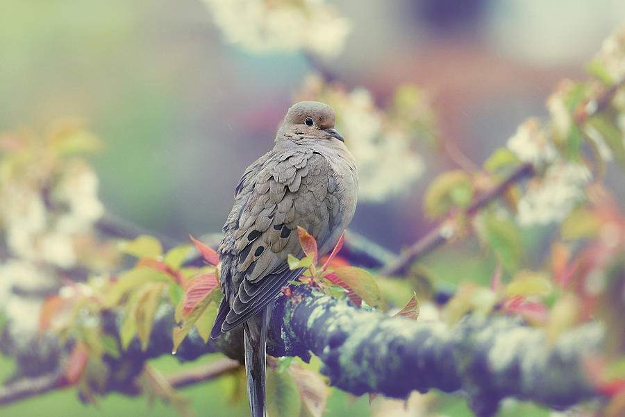 Mourning Dove Photograph by Kay Jantzi