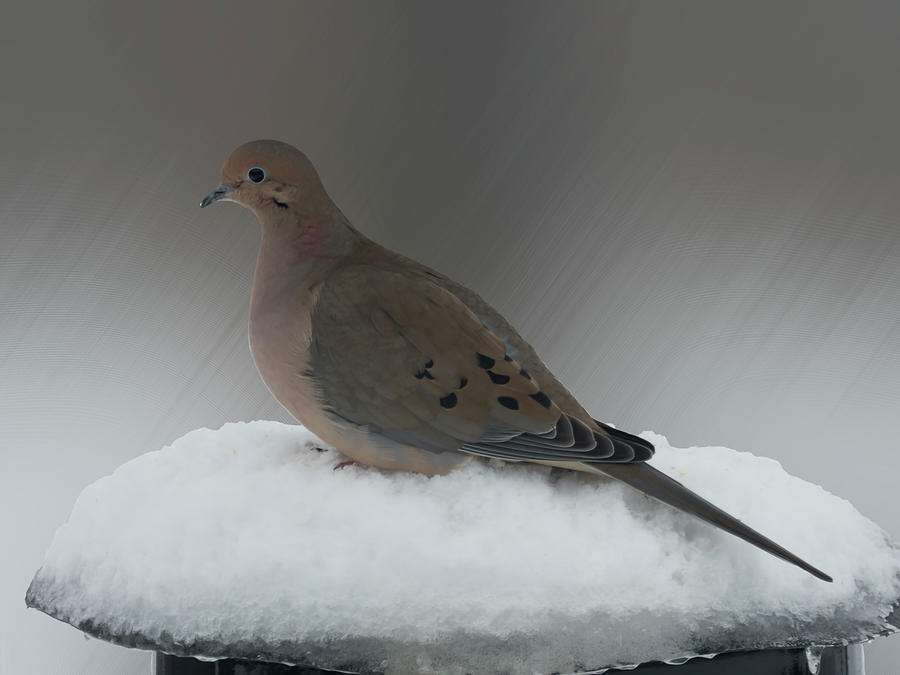 Mourning Dove Photograph by Leslie Montgomery