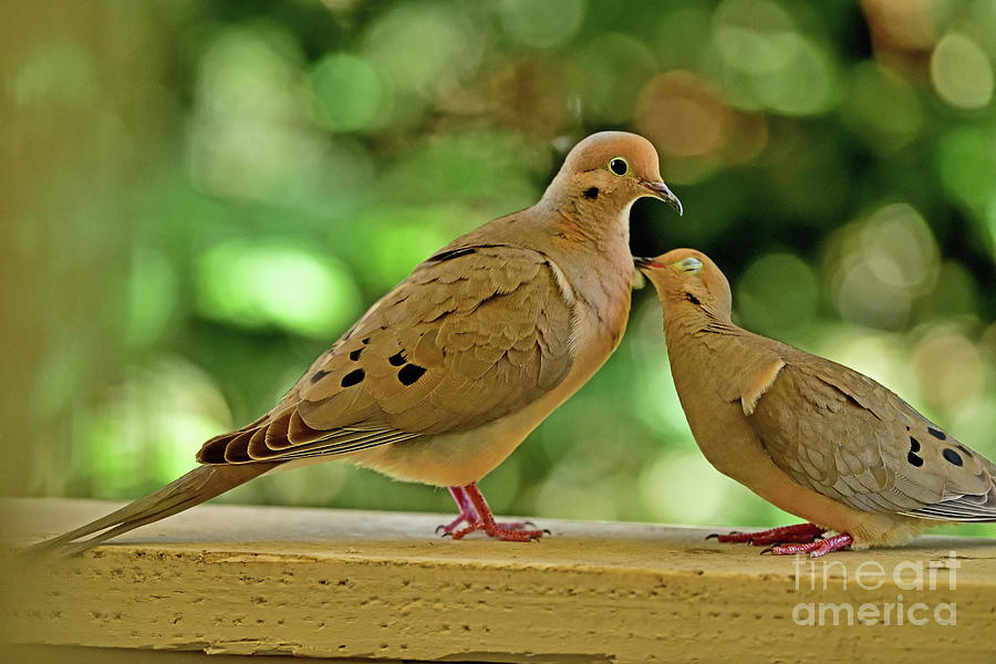 Mourning Dove Mating Foreplay Continues Photograph By Bipul Haldar