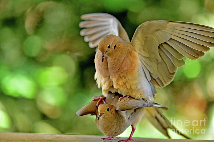 Mourning Dove Mating - The Act One Photograph by Amazing Action Photo Video