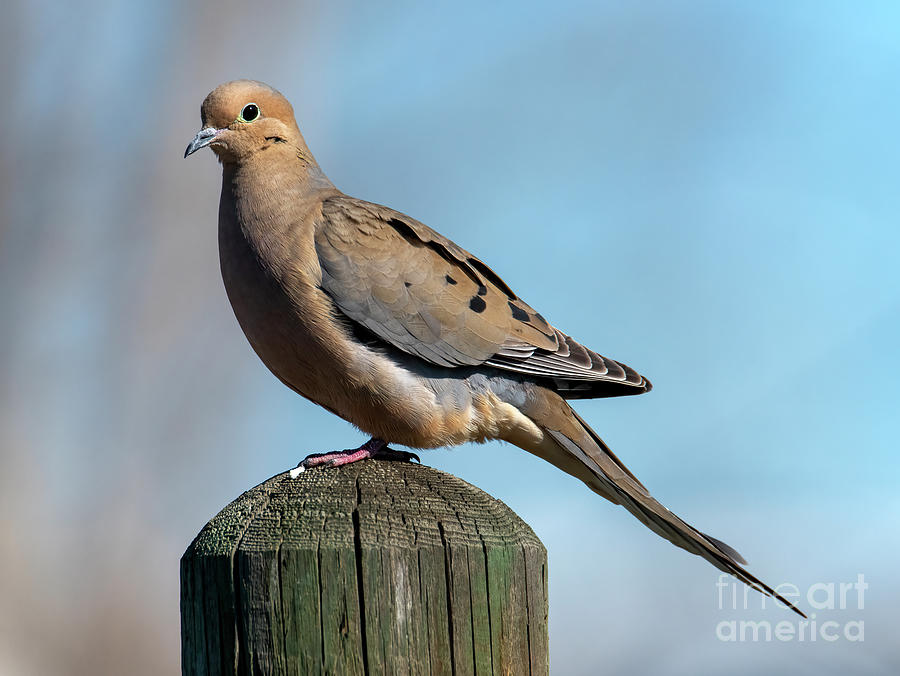 Mourning Dove Photograph