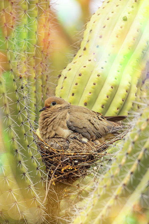 Mourning Dove Nest - Fluffy and Cozy Vertical Photograph by Patti ...