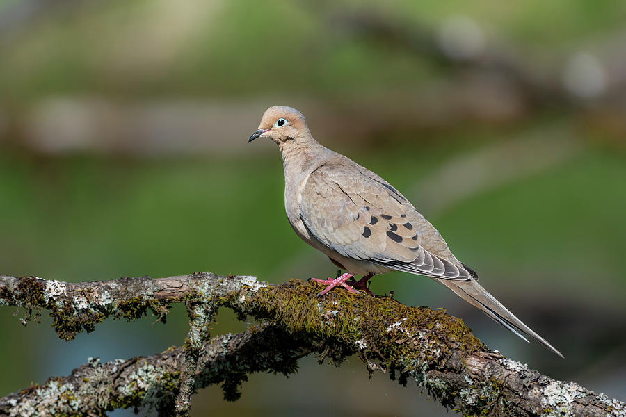 Mourning Dove on a Limb Photograph by Robert Potts - Pixels