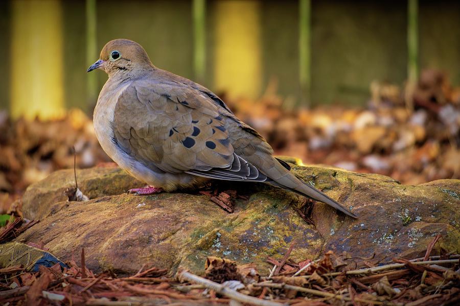 Mourning Dove on a Rock Photograph by Jason Fink