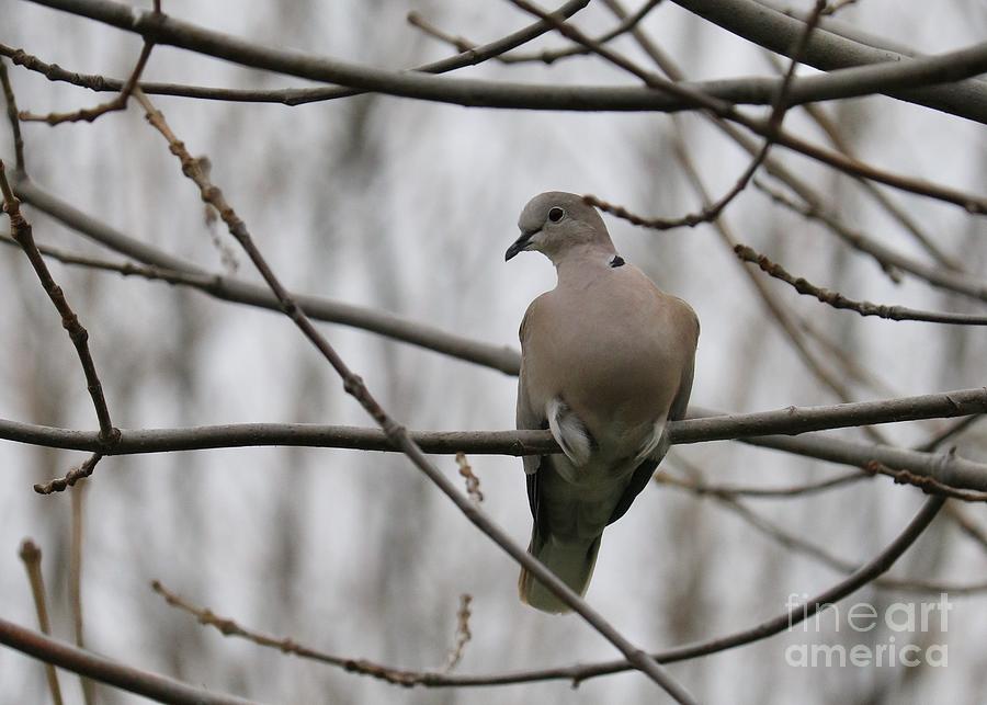 Mourning Dove on Branch Photograph by Carol Groenen