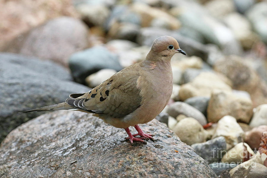 Mourning Dove on Rock 1403 Photograph by Jack Schultz