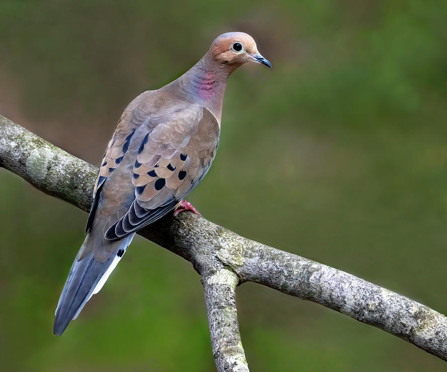 Mourning Dove Perch Photograph by Art Cole