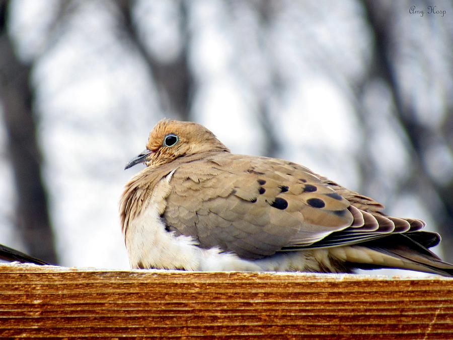 Mourning Dove Perched Photograph by Amy Hosp