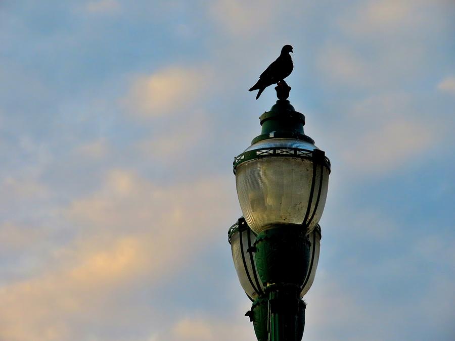 Mourning Dove Perched on Gas Lamp Photograph by Linda Stern