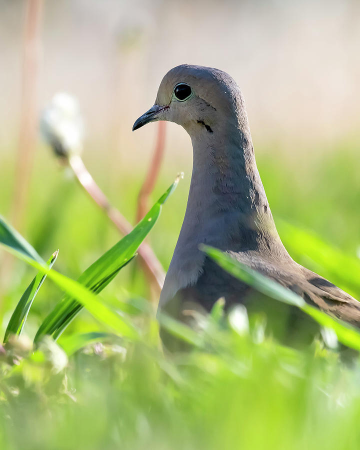 Mourning Dove Photograph - Mourning Dove portrait on grass by Art Whitton