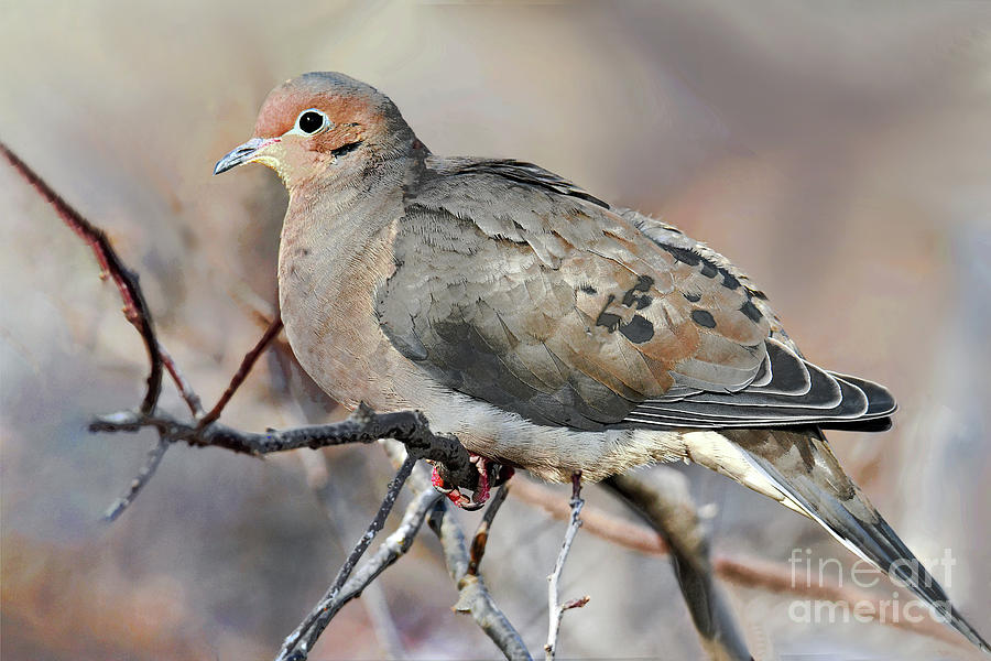 Mourning Dove Portrait Photograph by Regina Geoghan
