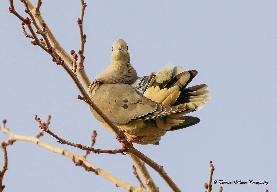 Mourning Dove Portrait Photograph by Tahmina Watson