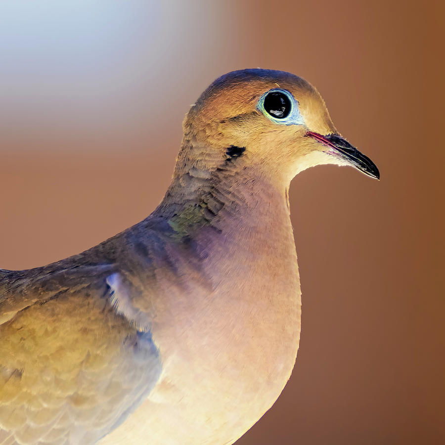 Mourning Dove S2031 Photograph