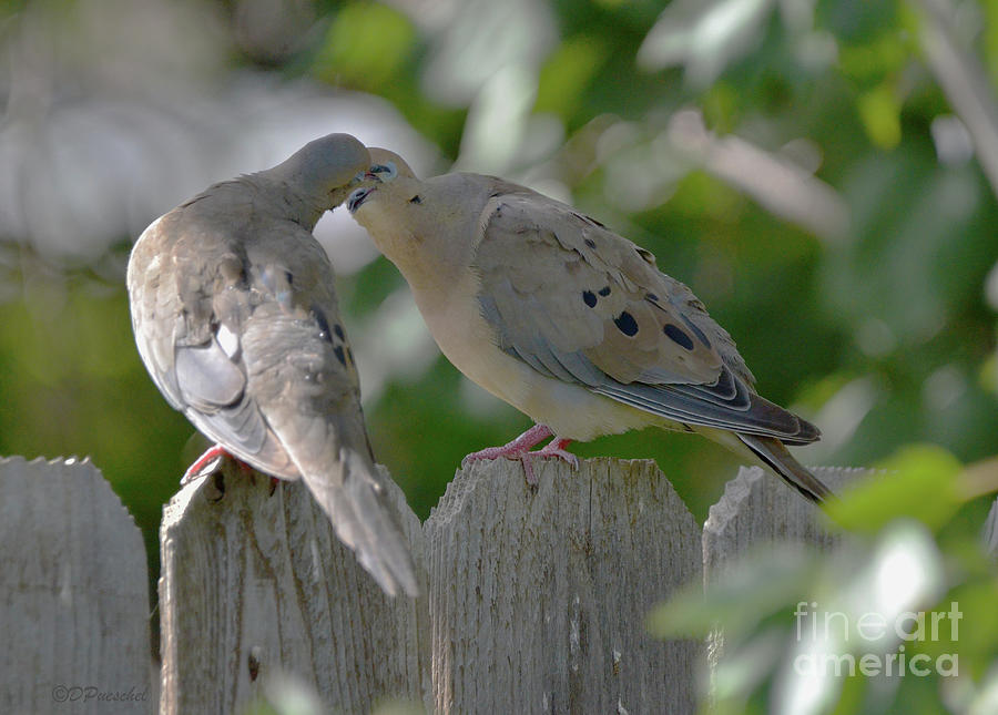Mourning Dove Sealed With A Kiss Photograph by Debby Pueschel